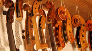 Geigenschnecken